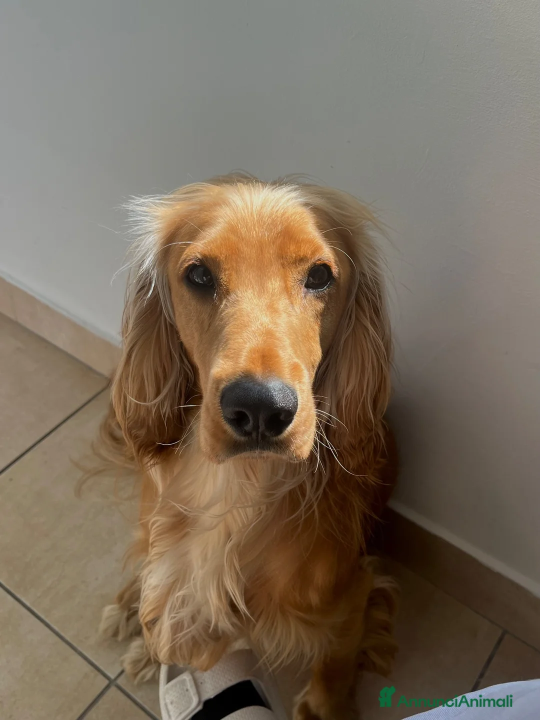 Cocker cani per accoppiamento: Cerco Cocker Spaniel Femmina per accoppiamento  a Città Metropolitana di Torino - Annuncio 4