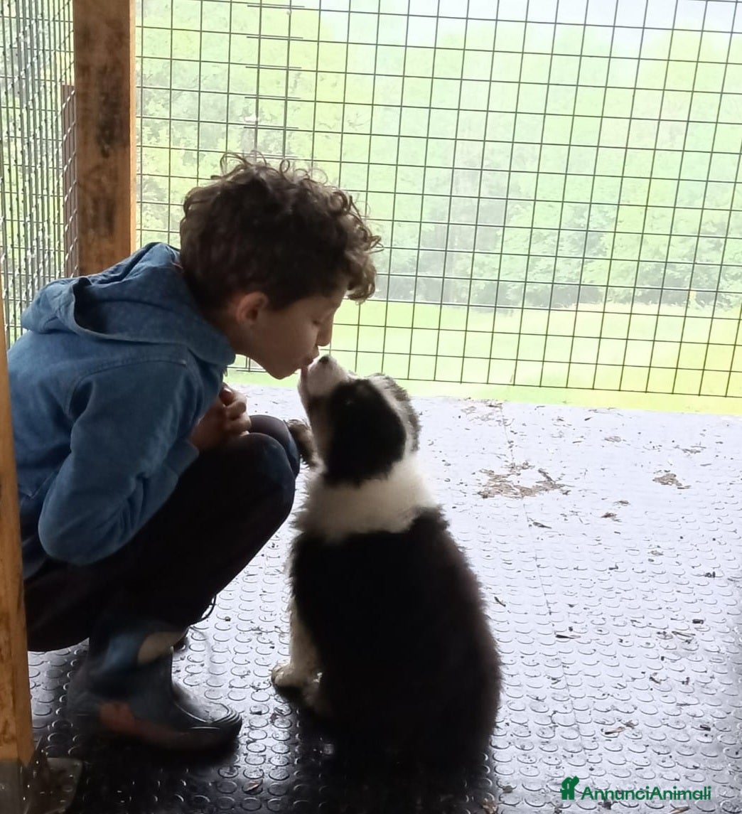 Australian Shepherd cani in vendita: Cucciole blacktricolor nbt - Annuncio 3
