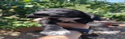 Setter Inglese cani in regalo: Teo e Sofì 2 setter inglesi di 3 mesi (Catania) - Annuncio 4