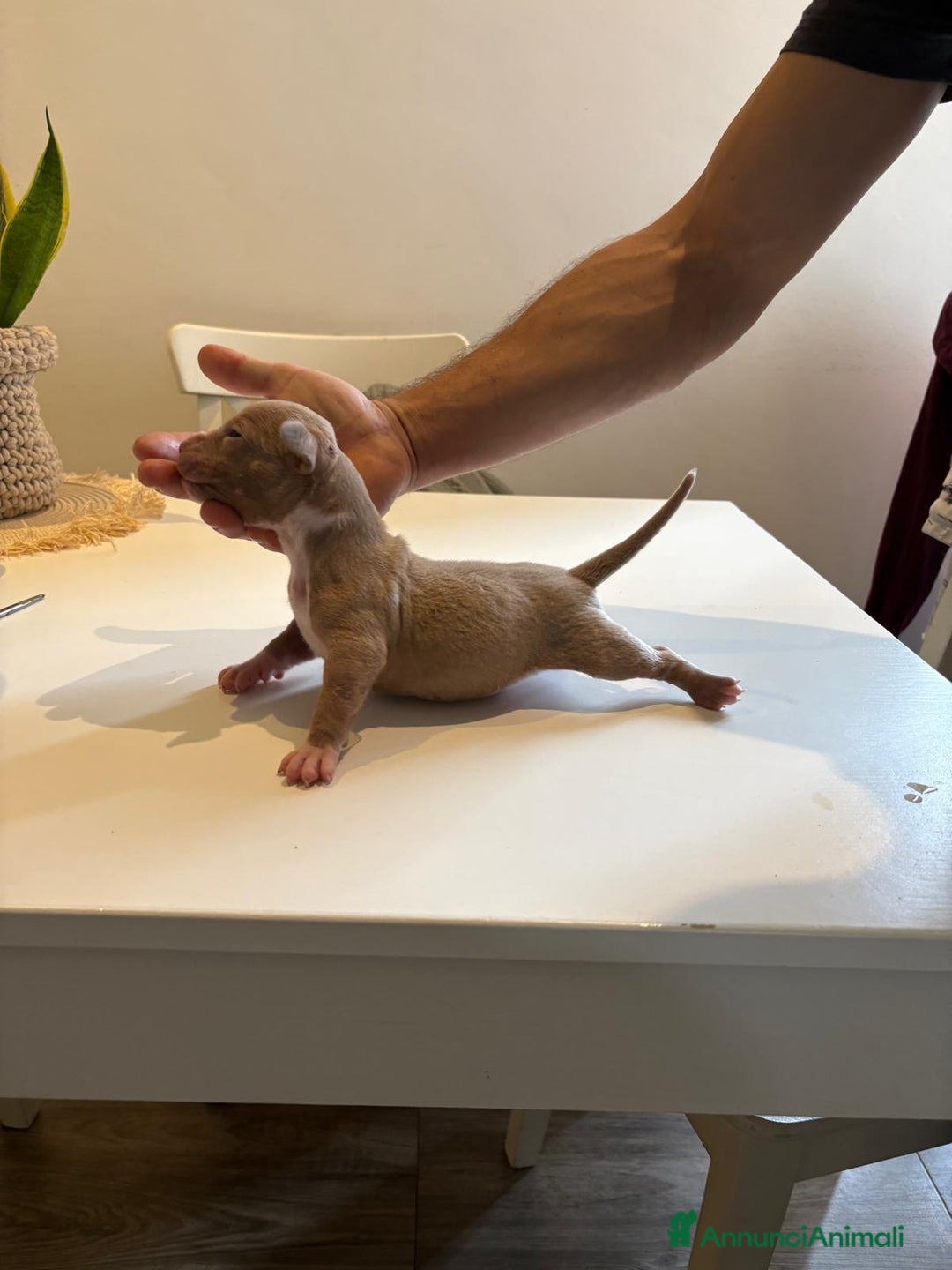 American Bully cani in vendita: American bully xl - Annuncio 11