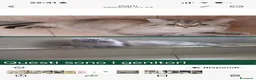 Scottish gatti in vendita: Gattino schottish bianco con occhi azzurri - Annuncio 6