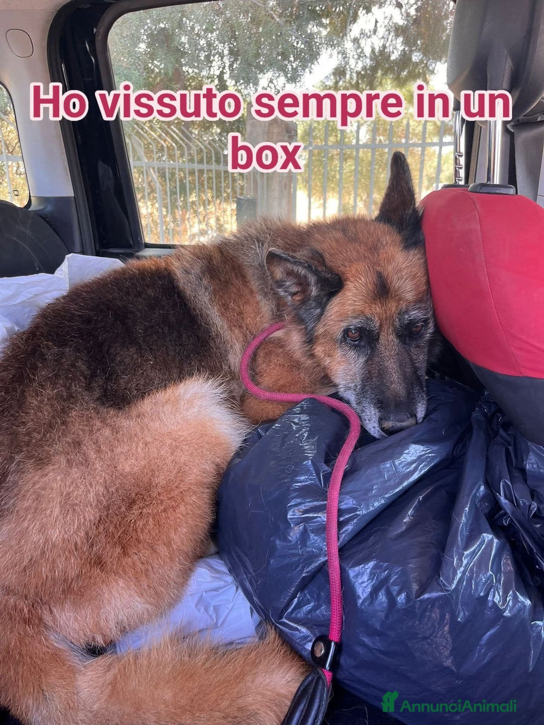 Pastore Tedesco cani in regalo: Cloe, pastore dal cuore grande - Annuncio 11