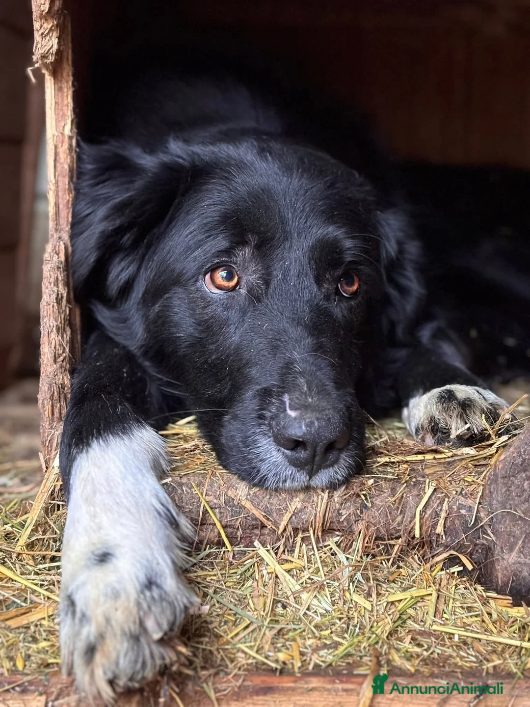 Meticcio cani in regalo: DEJAN, affettuosissimo cagnolone di taglia GRANDE - Annuncio 3