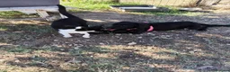 Meticcio cani in regalo: KEYLI cucciola taglia medio piccola - Annuncio 13