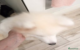 Samoiedo cani in vendita: Femmina samoiedo  a Provincia di Monza e della Brianza - Immagine 2