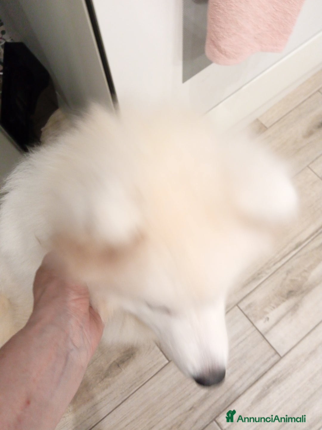 Samoiedo cani in vendita: Femmina samoiedo  a Provincia di Monza e della Brianza - Immagine 2