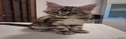 Maine Coon gatti in vendita: Cucciolo di Maine Coon  Blak silver  - Annuncio 2