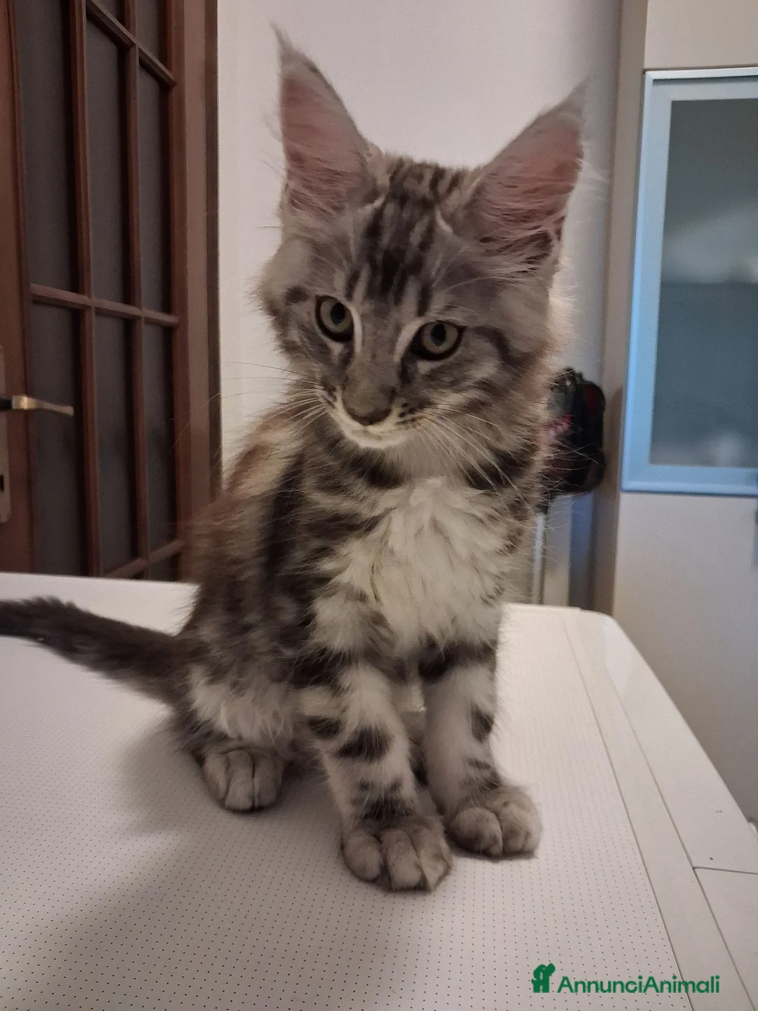 Maine Coon gatti in vendita: Cucciolo di Maine Coon  Blak silver  - Annuncio 2