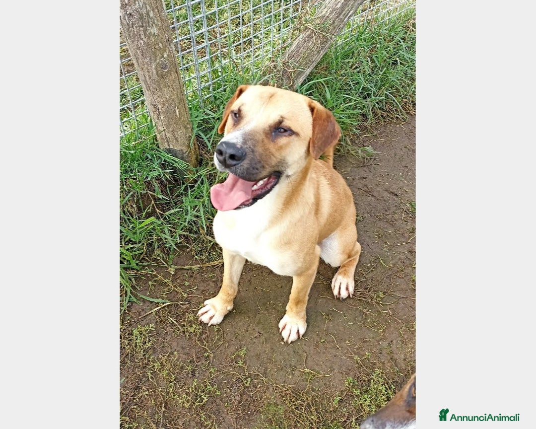 Meticcio cani in regalo: Calogero, derivato labrador in canile a Latina - Annuncio 1