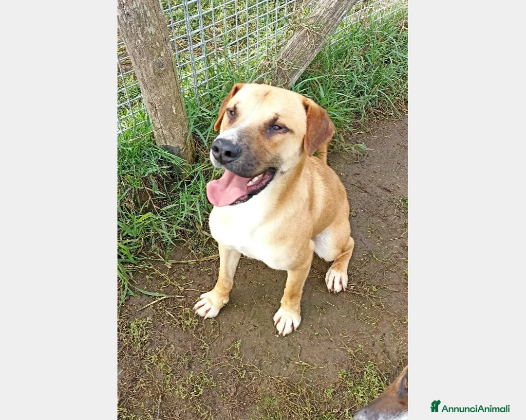 Meticcio cani in regalo: Calogero, derivato labrador in canile a Latina - Annuncio 1