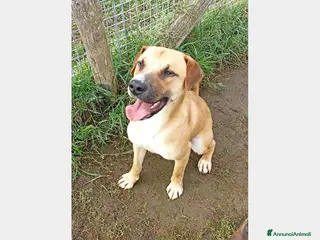 Meticcio cani Calogero, derivato labrador in canile a Latina - Annuncio 15