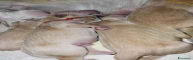 Golden Retriever 1