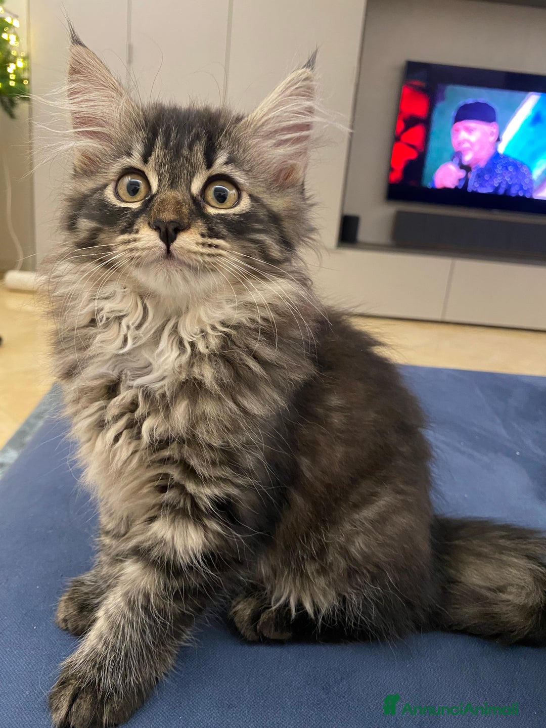 Siberiano gatti in vendita: Gattini siberiani a Provincia di Padova - Immagine 9