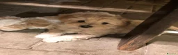 Maltipoo cani in vendita: Cucciolo Maltipoo a Città Metropolitana di Bologna - Annuncio 5