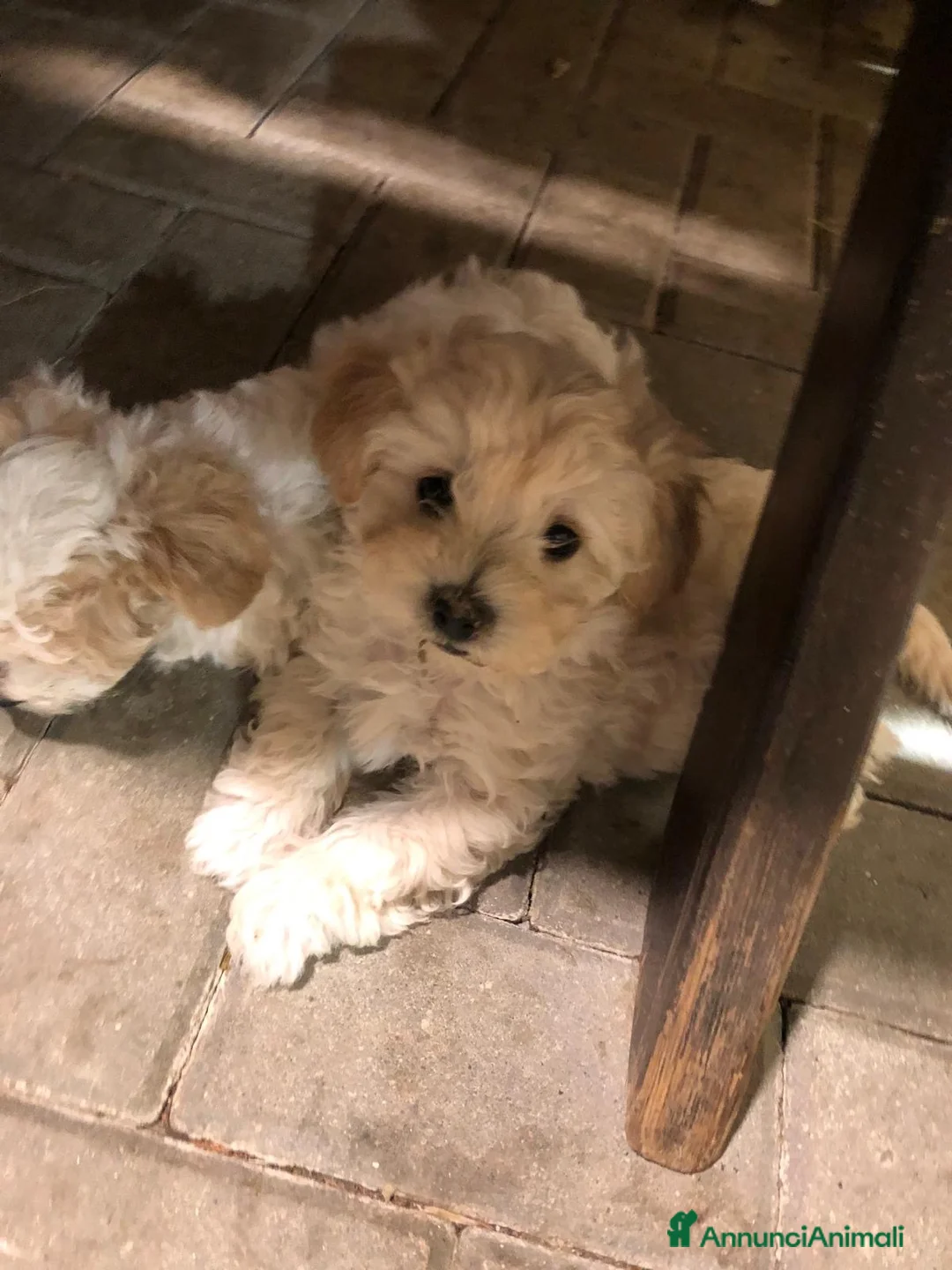 Maltipoo cani in vendita: Cucciolo Maltipoo a Città Metropolitana di Bologna - Annuncio 5