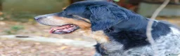 Meticcio cani in regalo: 𝗙𝗥𝗘𝗬𝗔, simil setter a Provincia di Lecce - Annuncio 12