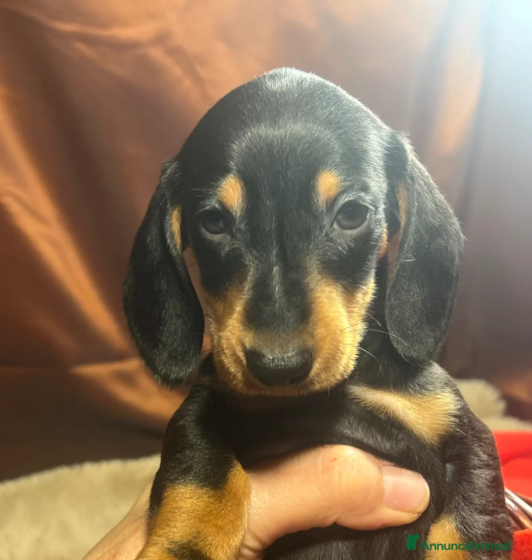 Bassotto cani in vendita: Open day - Cuccioli bassotto tedesco - Annuncio 2