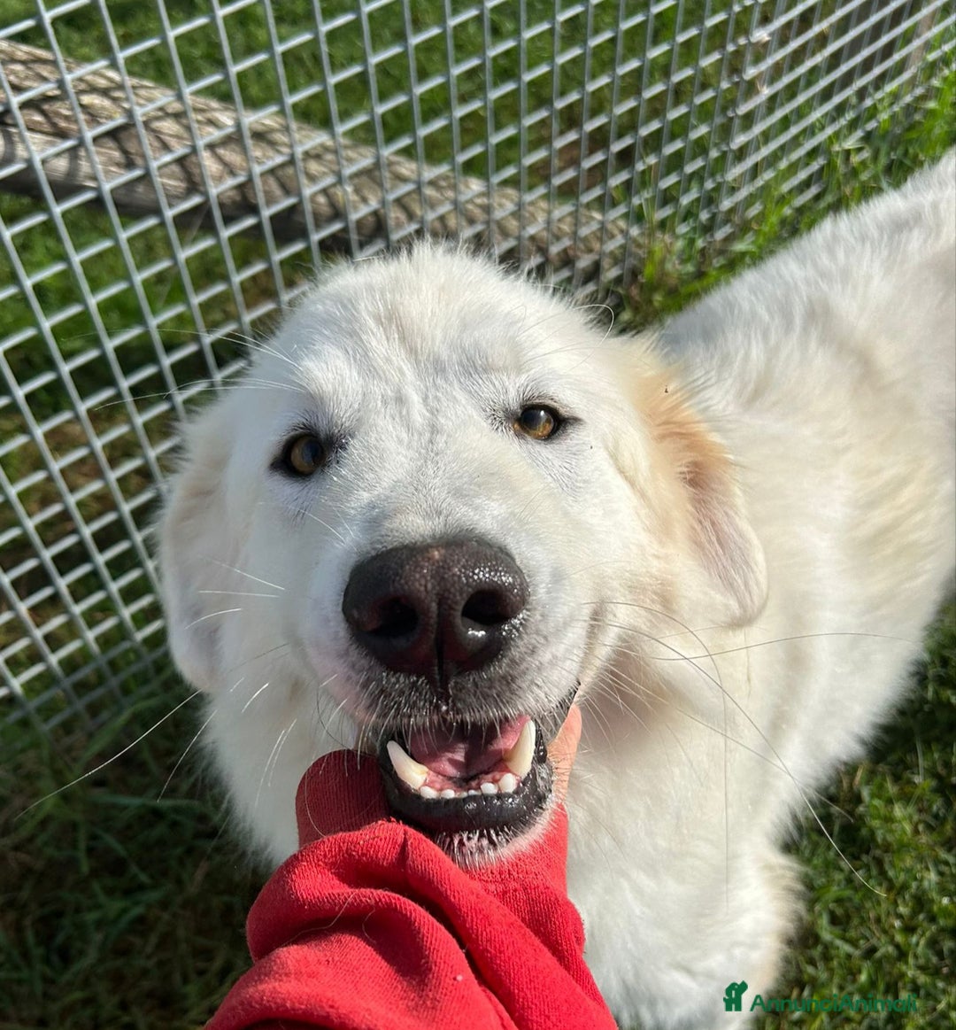 Pastore Maremmano cani in regalo: Spartaco, manto candido come il suo ❤️ - Annuncio 2