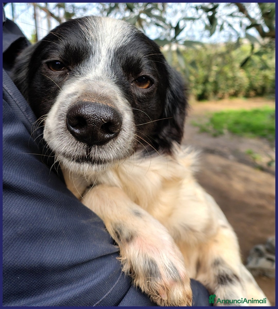 Meticcio cani in regalo: CURACAO, CUCCIOLONE 9 MESI, TIMIDO MA CERCA AMORE a Città metropolitana di Milano - Annuncio 6