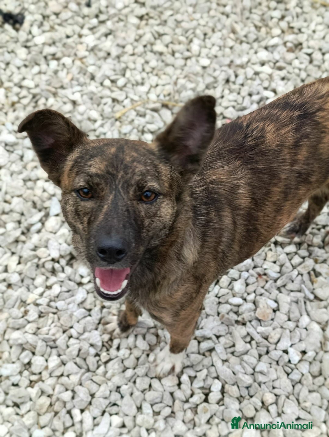 Meticcio cani in regalo: ALBA, TAGLIA PICCOLA cerca tante coccole! - Annuncio 4