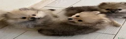 Spitz cani in vendita: Spitz di Pomerania  a Provincia di Massa e Carrara - Annuncio 4