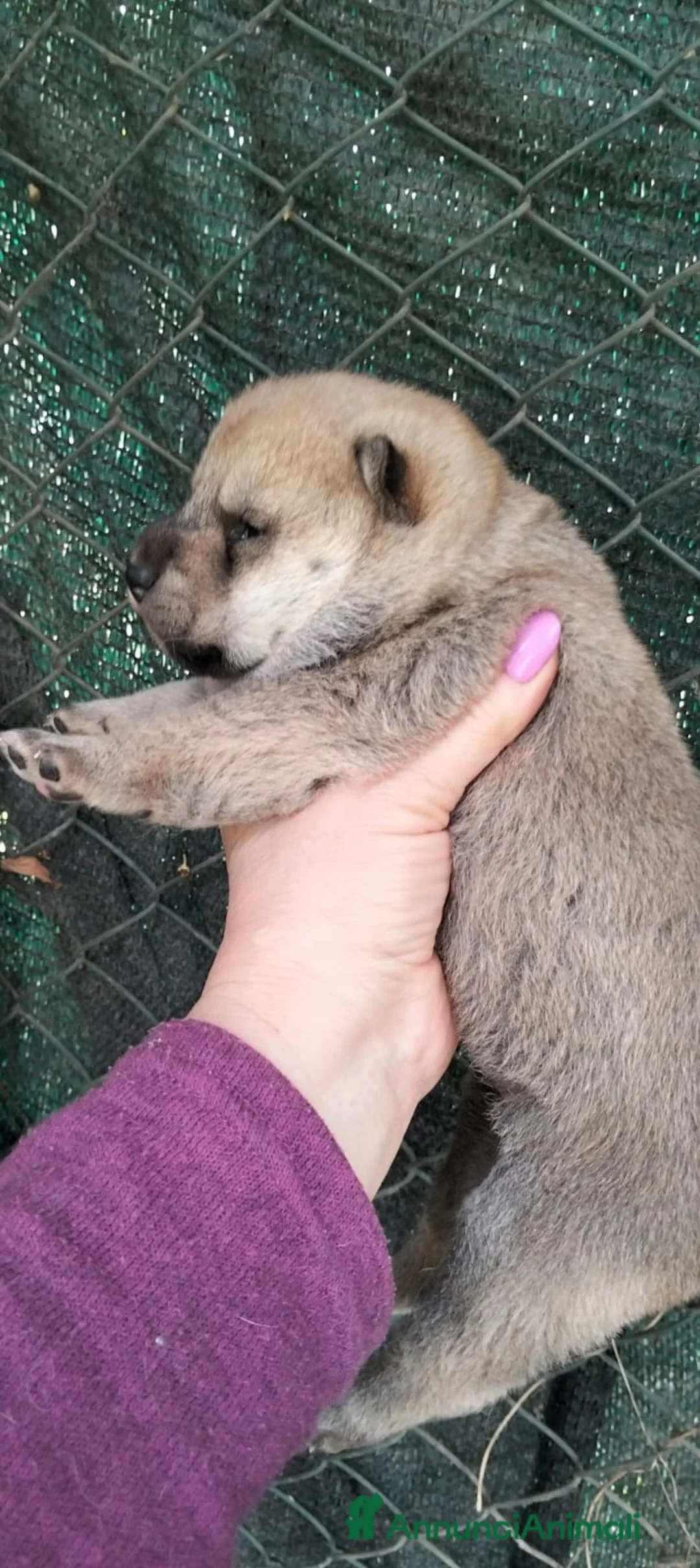 Shiba Inu cani in vendita: Shiba inu - Annuncio 5