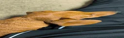 Bassotto cani per accoppiamento: Bassotto per monta - Annuncio 10