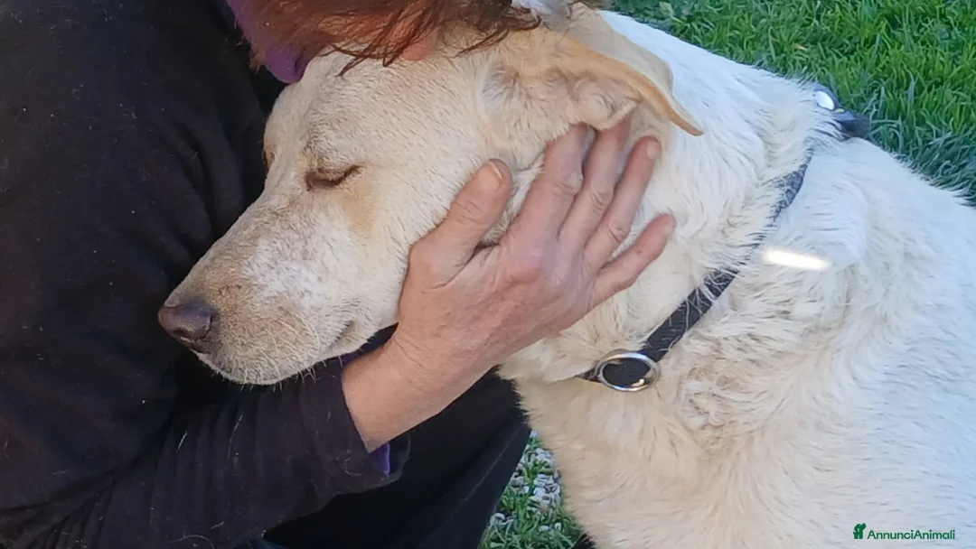 Meticcio cani in regalo: PAOLA SOTTRATTA AD UN TRISTE DESTINO CERCA CASA - Annuncio 2