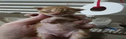 Maine Coon gatti in vendita: Cuccioli di Maine coon, vari manti  - Annuncio 11