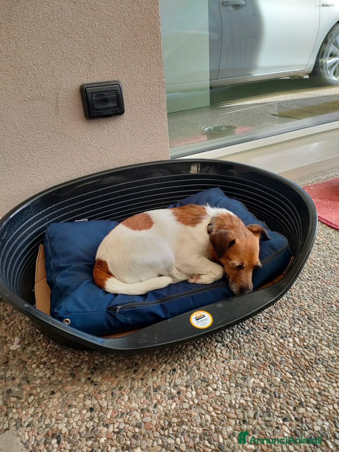 Jack Russell cani in regalo: Jack Russell Terrier Broken intera 3 anni e mezzo - Annuncio 7