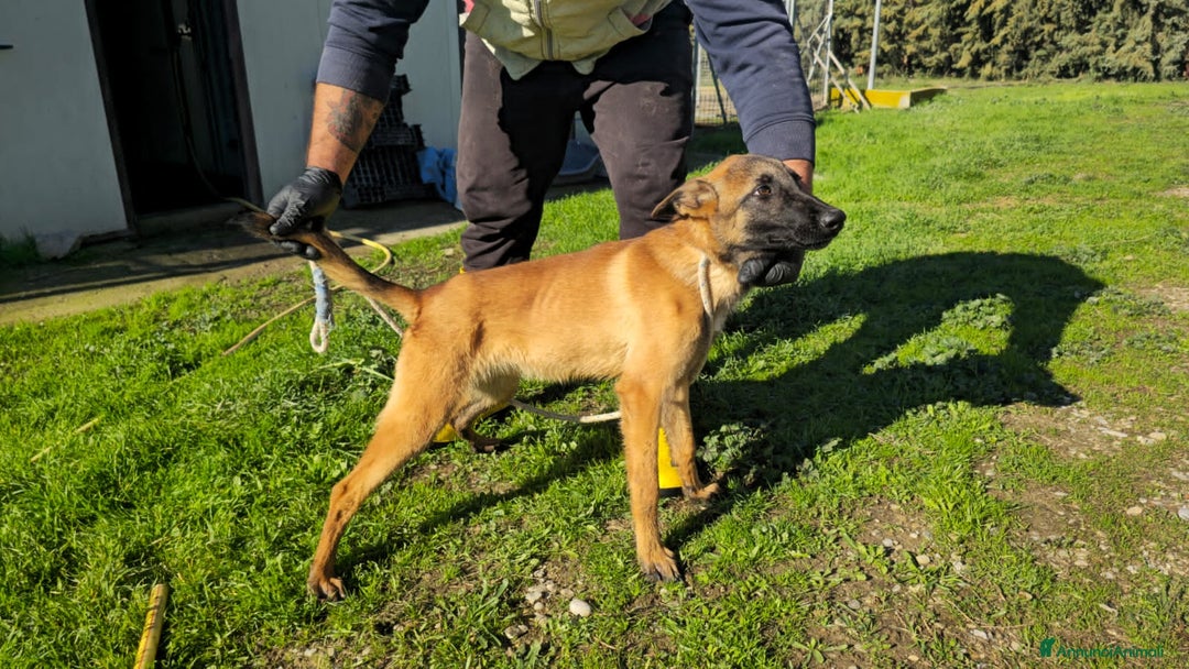 Altre razze cani in regalo: martina - Annuncio 2