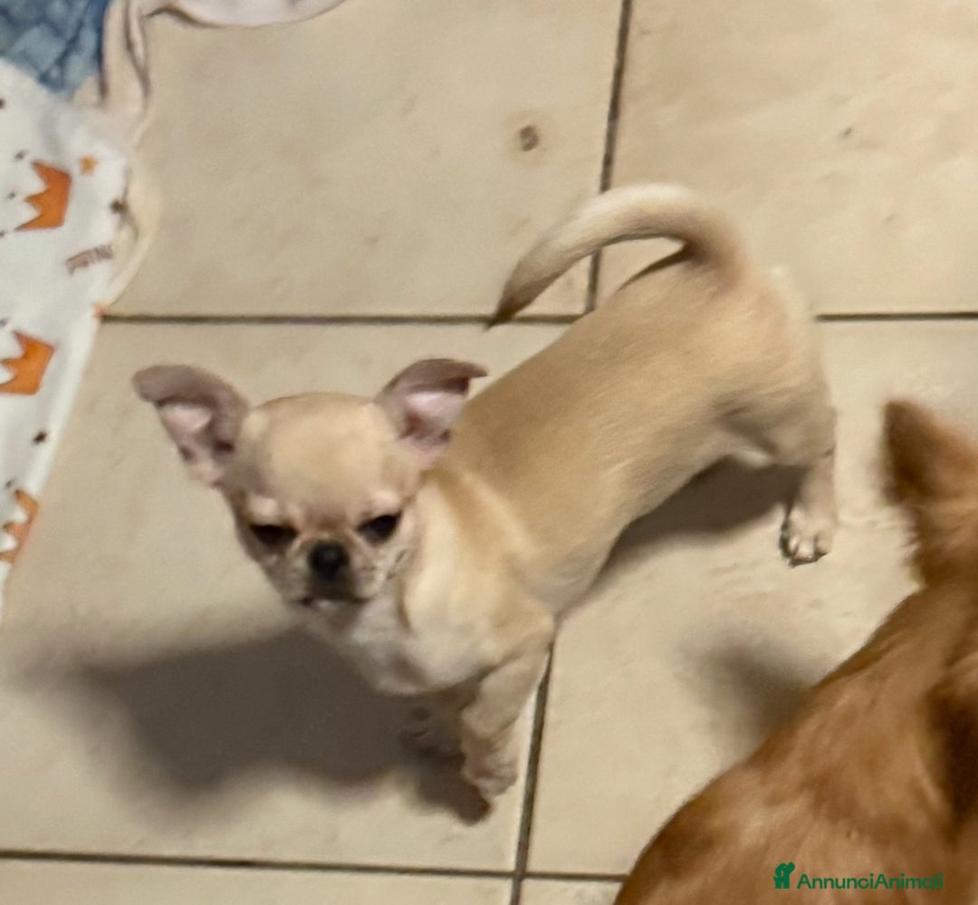 Chihuahua cani in vendita: Chihuahua cucciola - Annuncio 3