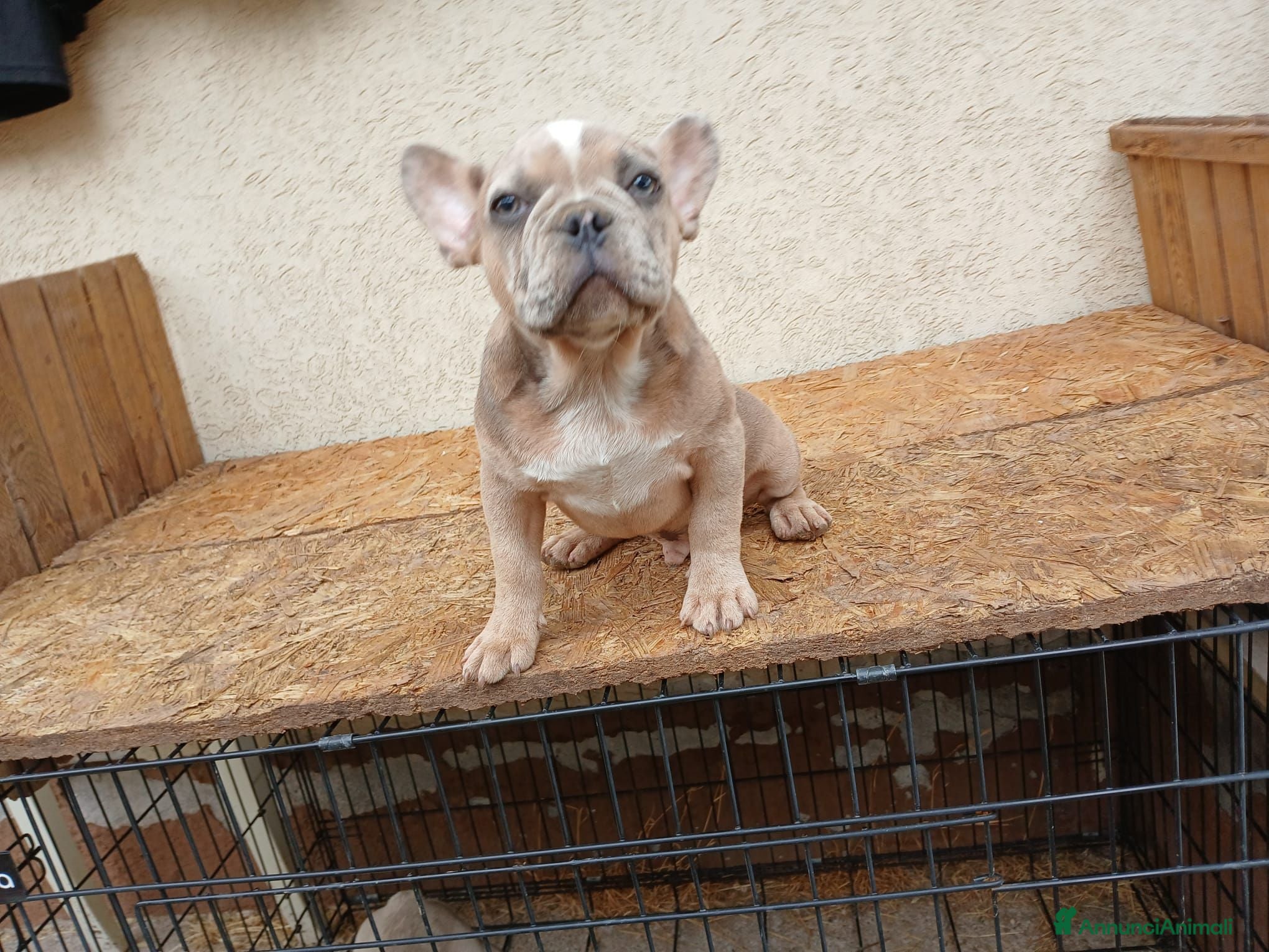 Bulldog Francese cani Bulldog francesi merle e blu - Annuncio 19