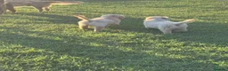 Golden Retriever cani in vendita: Golden sel. caratterialmente/morfologicamente  - Annuncio 3