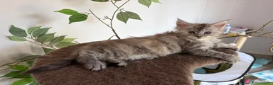 Maine Coon 5