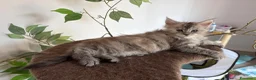Maine Coon gatti in vendita: Maine coon cucciolo con pedigree  - Annuncio 6