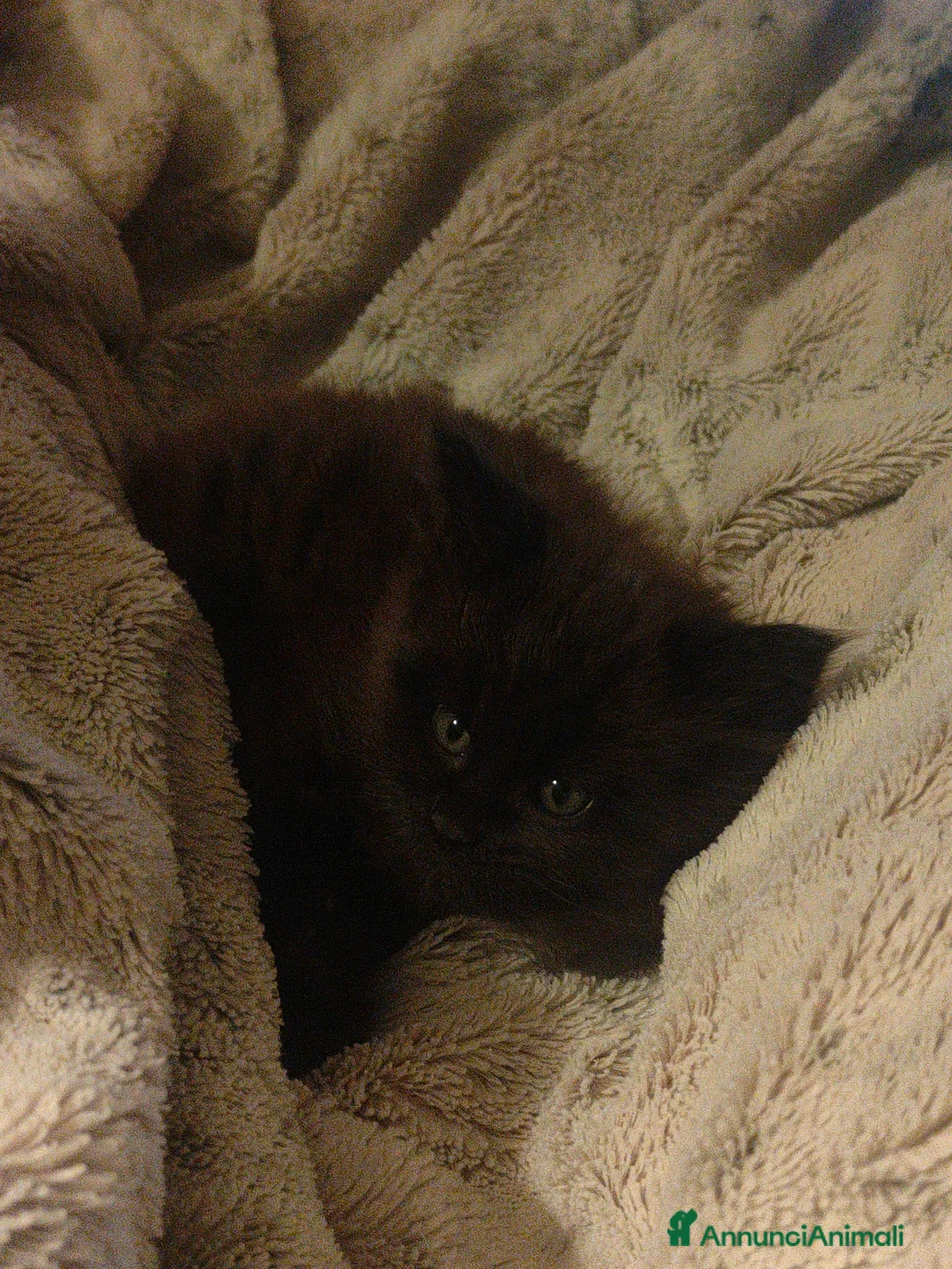 Maine Coon gatti in vendita: Cucciolo di Maine coon - Annuncio 2