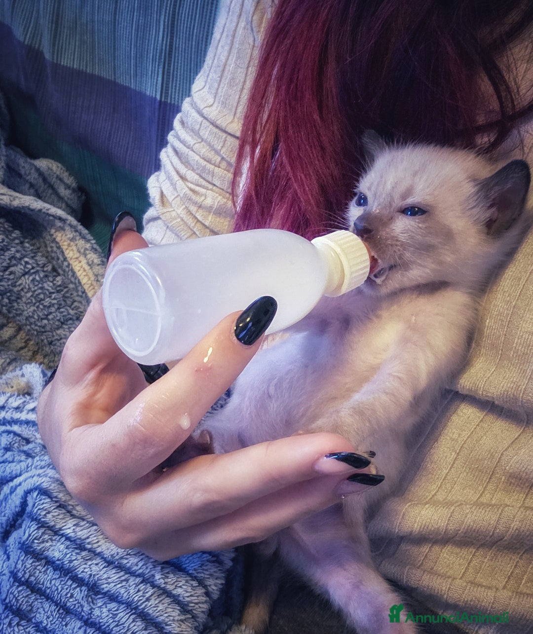 Bengala gatti in vendita: Cucciolo gatto bengala  - Annuncio 24