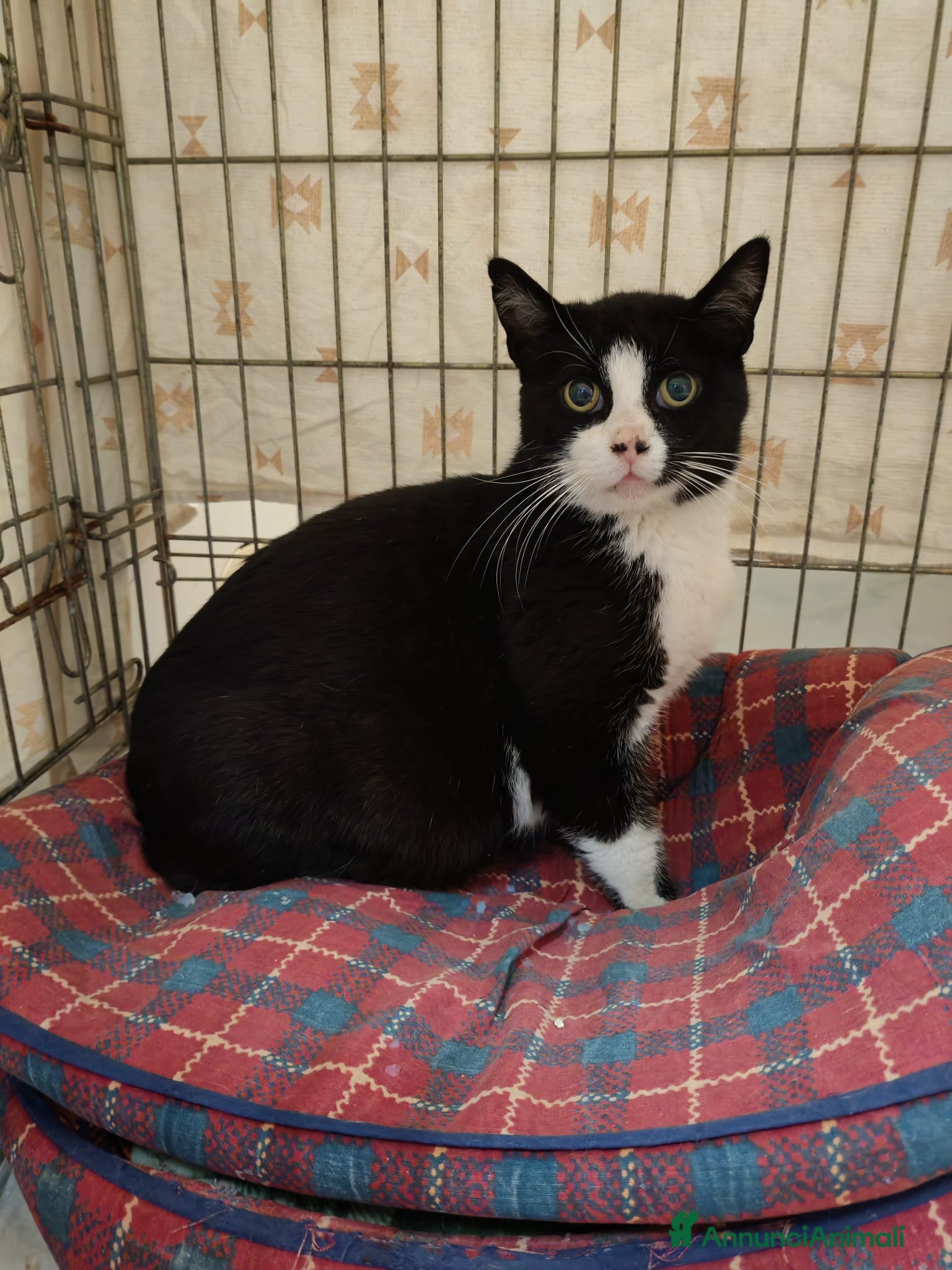 Meticcio gatti Giovane micetta impaurita, e i suoi cuccioli - Annuncio 8