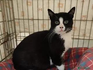 Meticcio gatti Giovane micetta impaurita, e i suoi cuccioli - Annuncio 8