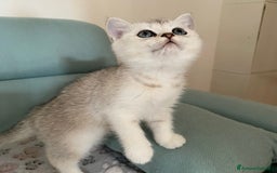Scottish gatti in vendita: Cuccioli Scottish Fold e Straight a Villafranca di Verona - Immagine 9