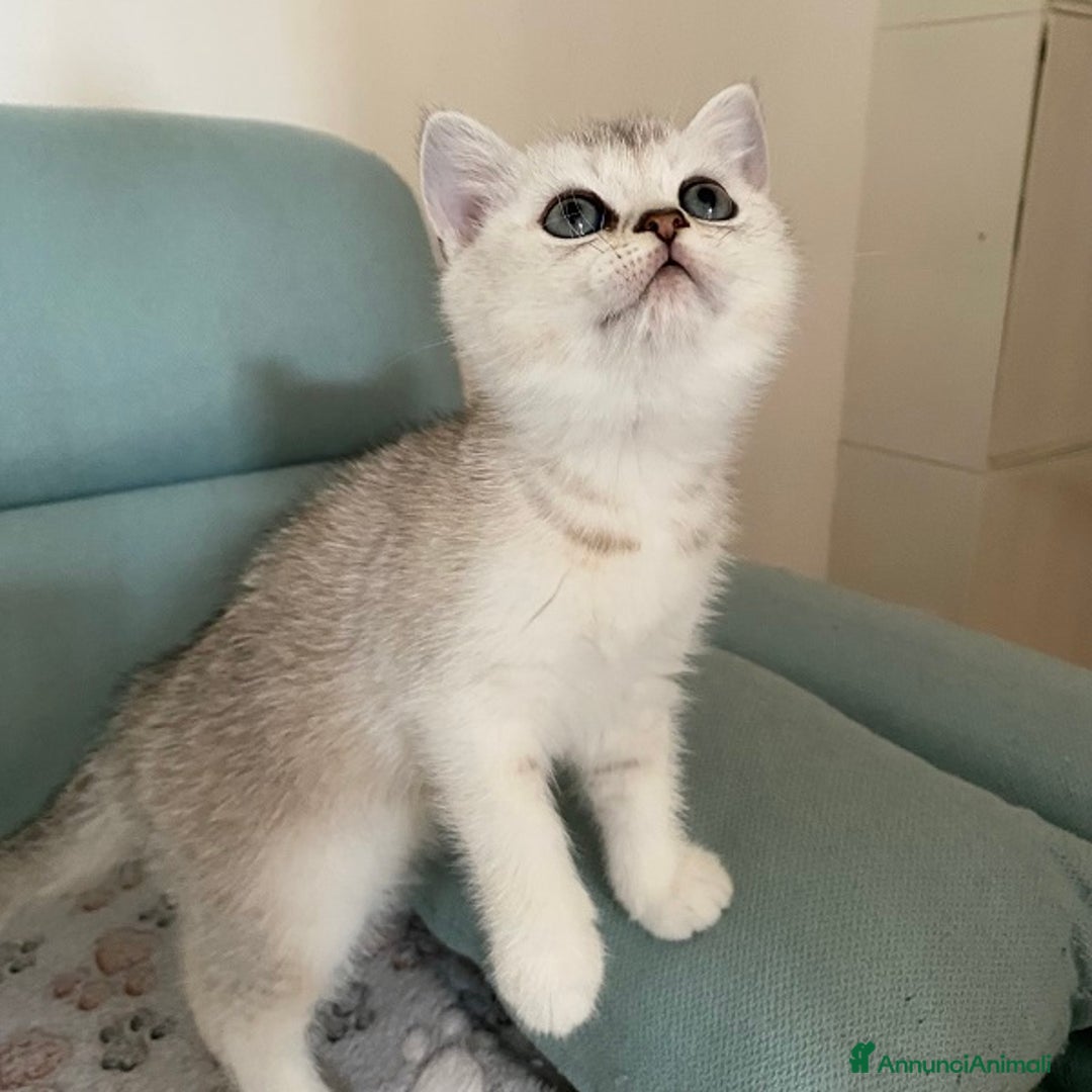 Scottish gatti in vendita: Cuccioli Scottish Fold e Straight a Villafranca di Verona - Immagine 9