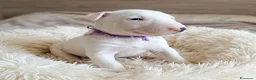 Bull Terrier Mini cani in vendita: Cuccioli bull terrier miniature a Libero consorzio comunale di Caltanissetta - Annuncio 5