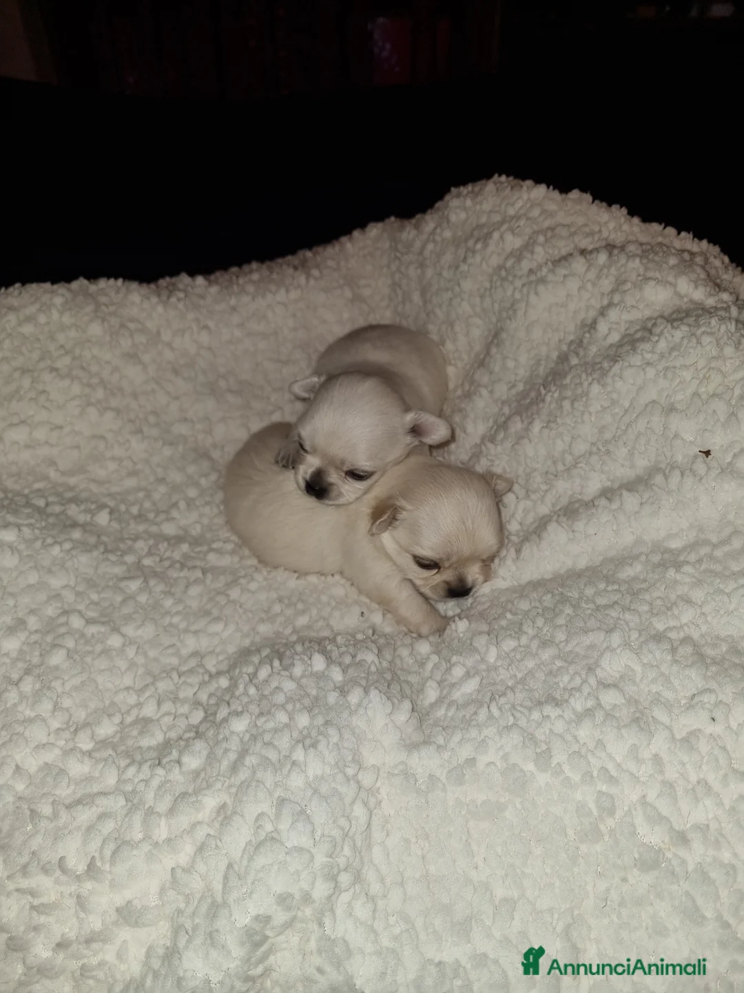 Chihuahua cani in vendita: Cuccioli di chihuahua toy  - Annuncio 3