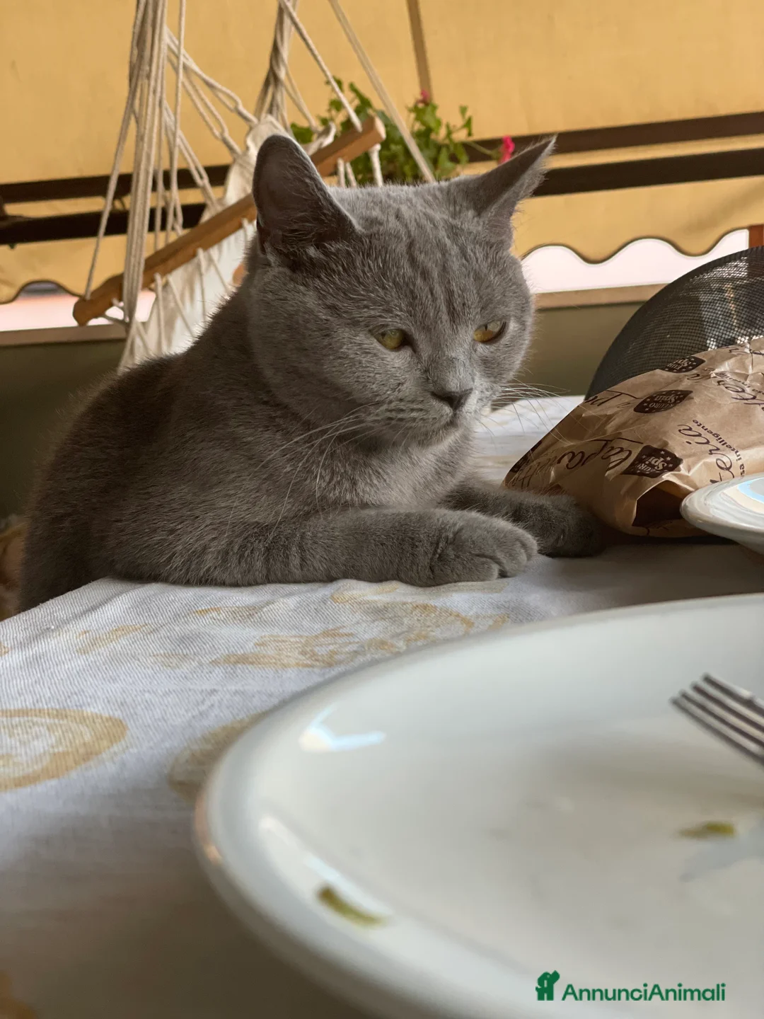 Scottish gatti in vendita: Fantastiche cucciole Scottish straight  - Annuncio 2