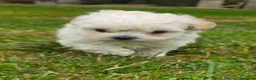 Maltese cani in vendita: Maltese  - Annuncio 9