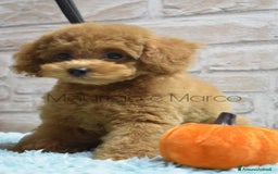 Barboncino Toy cani in vendita: Cucciolo barboncino toy red (foto reali) - Immagine 4