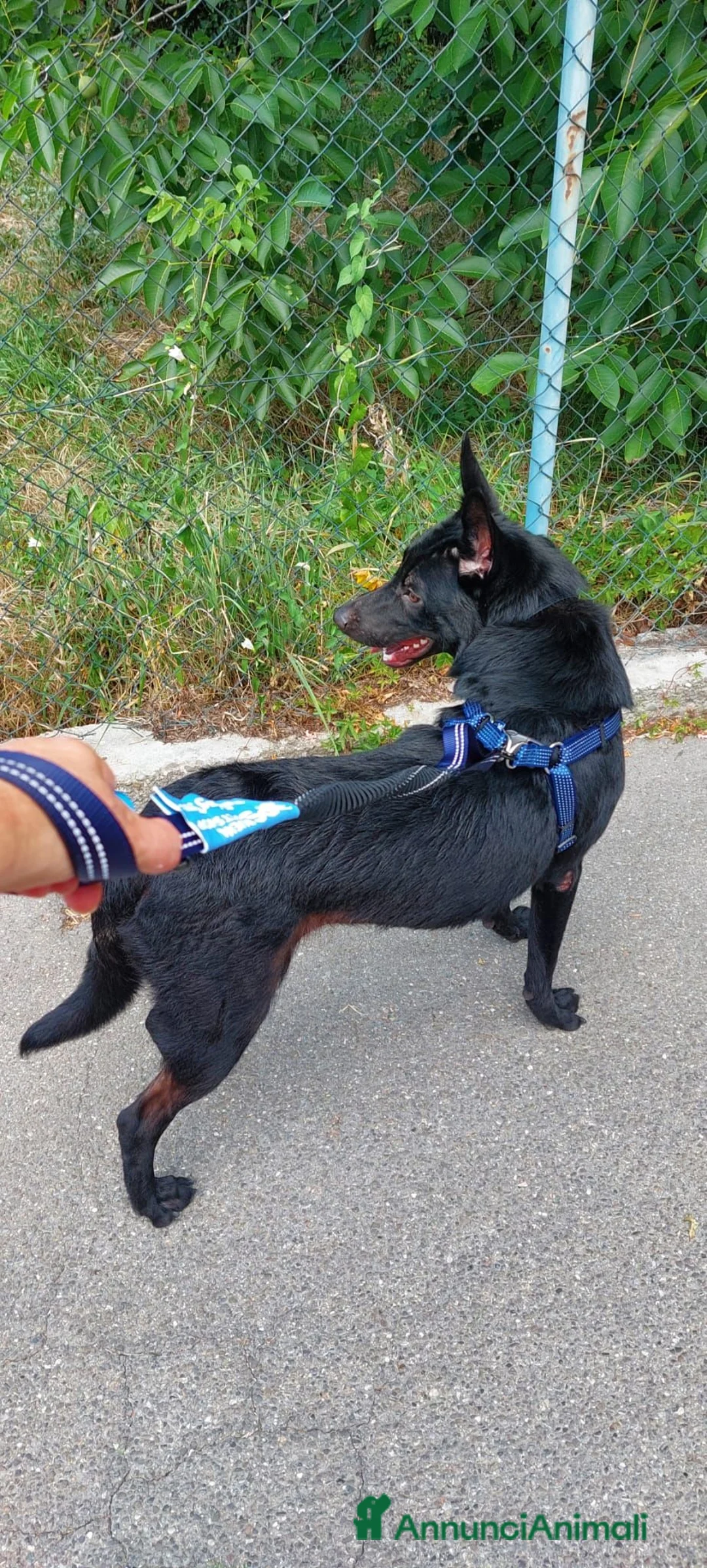 Meticcio cani in regalo: Cercano casa: 1 Pastore Tedesco, 1 simil Yorkshire - Annuncio 2