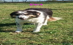 Meticcio cani in regalo: EVA 4anni timida pastorina - Immagine 5