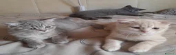 Scottish gatti in vendita: Cuccioli Scottish fold e Scottish straight  - Annuncio 2